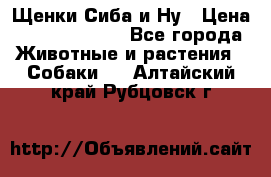 Щенки Сиба и Ну › Цена ­ 35000-85000 - Все города Животные и растения » Собаки   . Алтайский край,Рубцовск г.